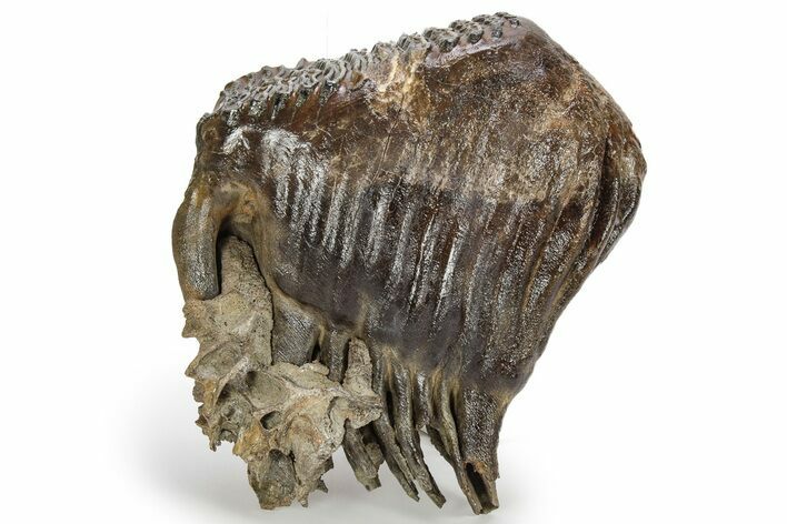 Fossil Woolly Mammoth Lower M Molar - Nice Roots #238754